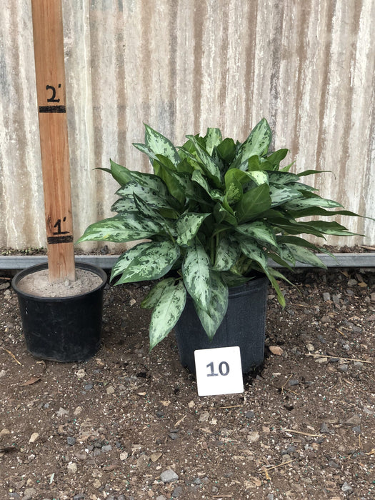 Primo Chinese Evergreen