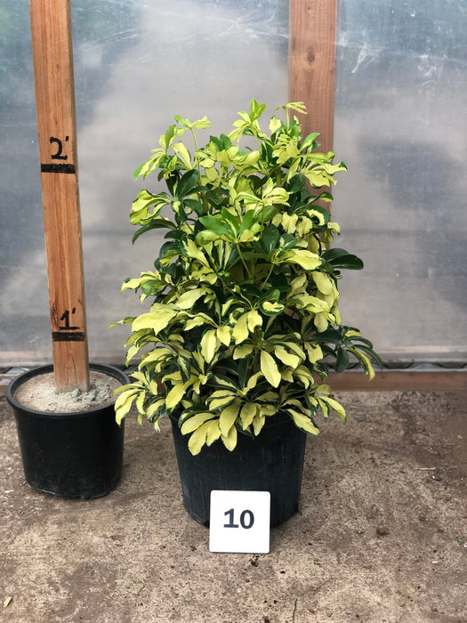 Trinette Variegated Umbrella Plant