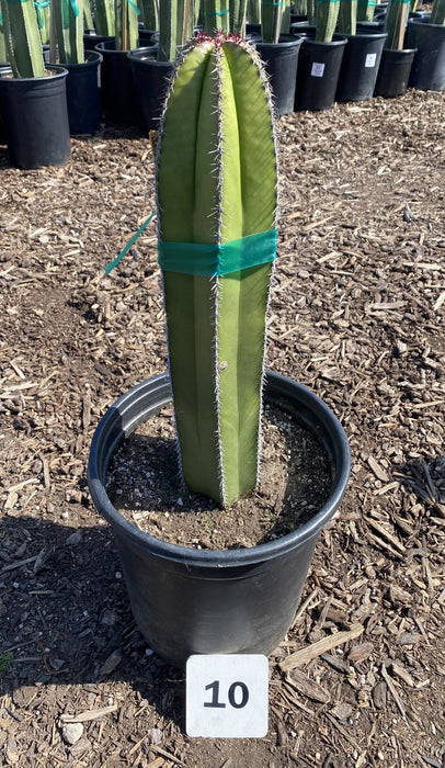 Mexican Fence Post Cactus