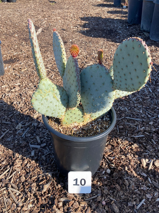 Senorita Prickly Pear Cactus