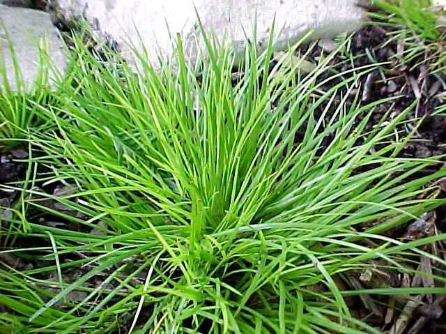 Miniature Sweet Flag Grass