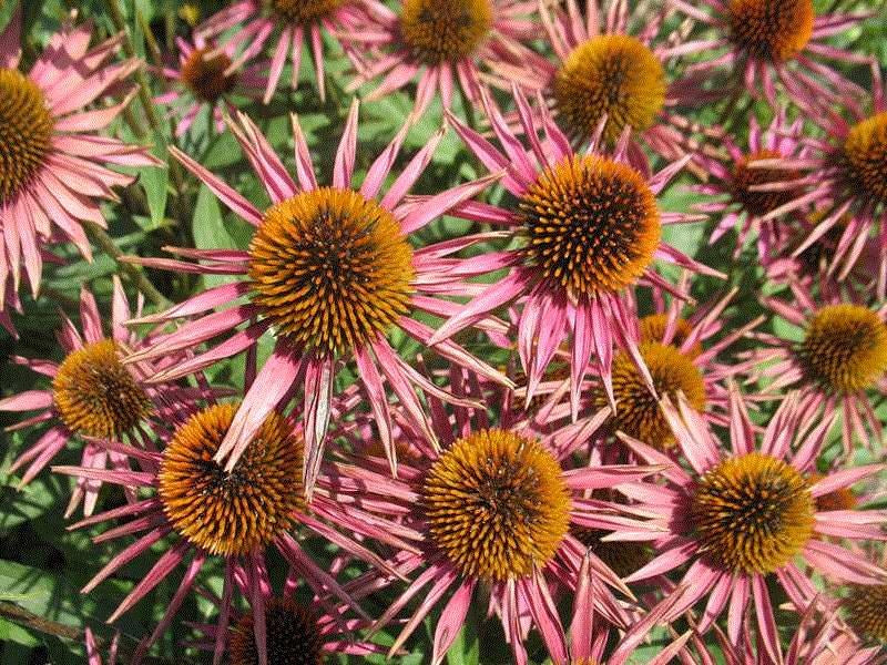 Pica Bella Coneflower