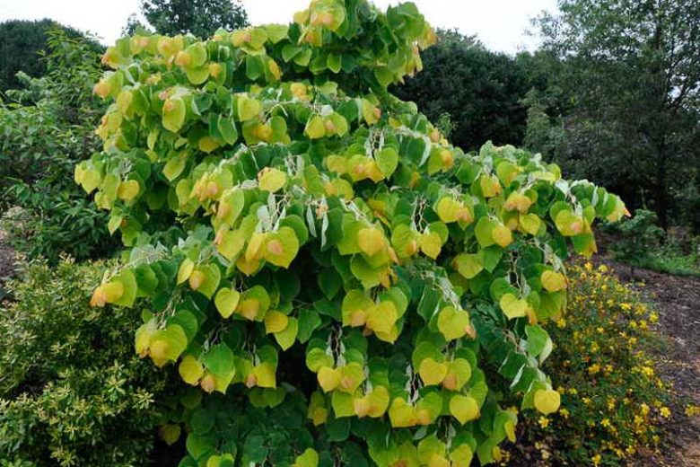 Rising Sun Redbud - 5 Gallon