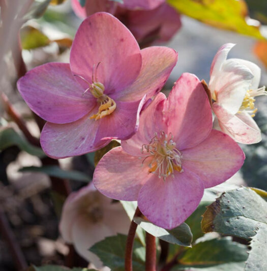 Pink Frost Lenten Rose