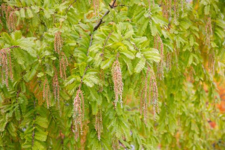 XL Dawn Redwood