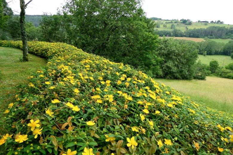 St. John's Wort