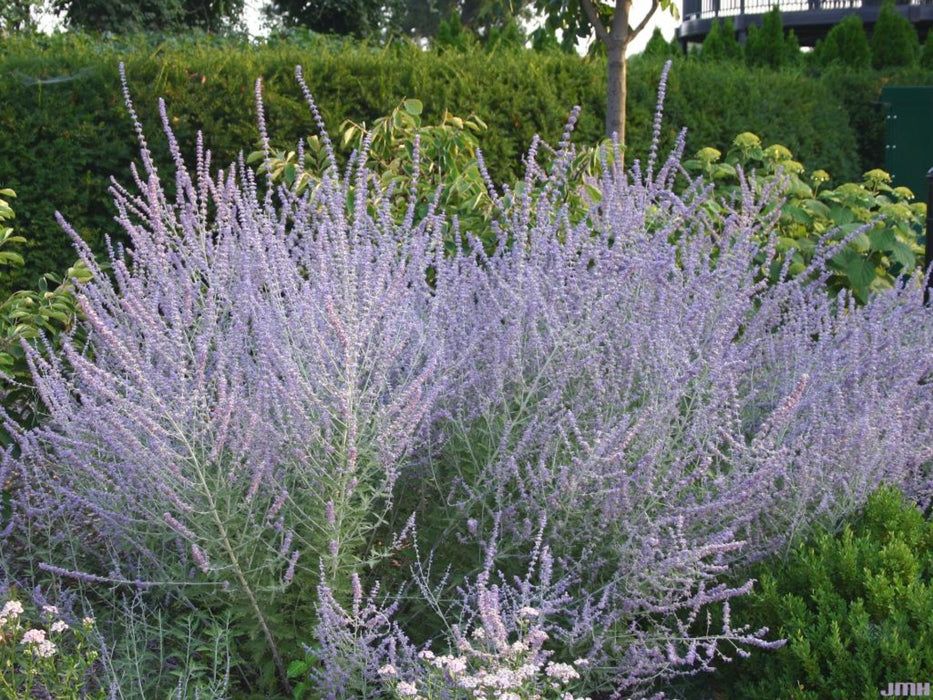 Peek-a-Blue Russian Sage