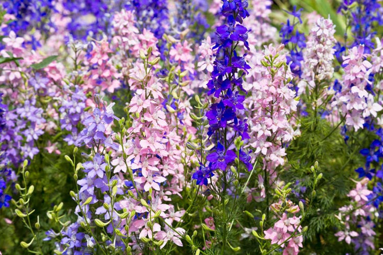Magic Fountains Mix Larkspur (Delphinium)