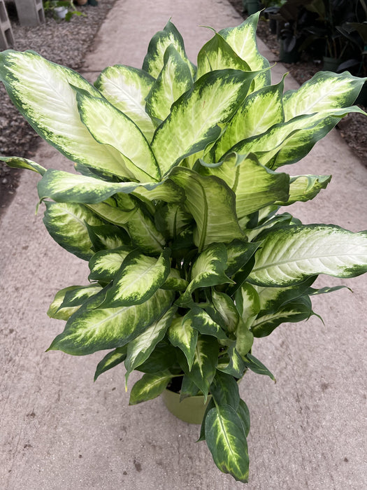 Camille Dumb Cane Plant