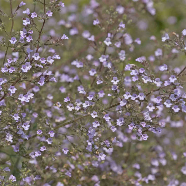 Blue Cloud Calamint