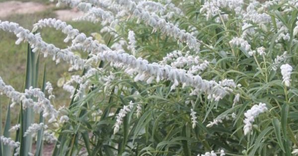 White Mischief Mexican Bush Sage