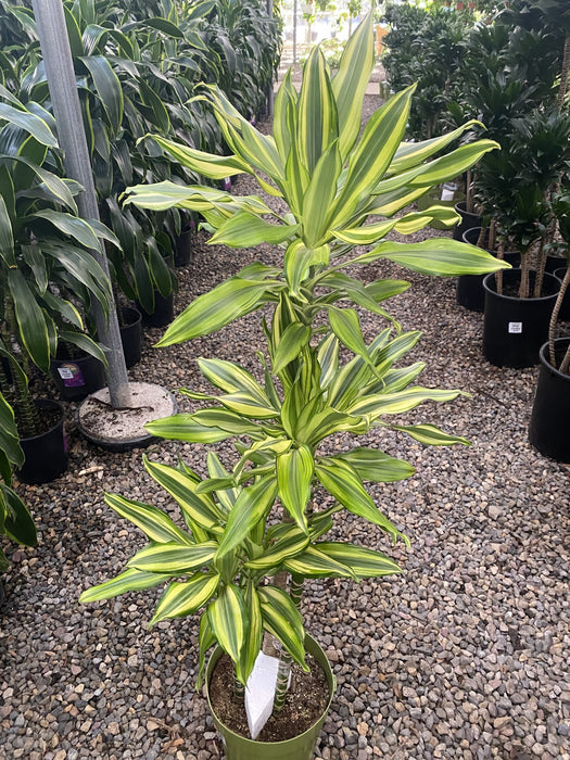 Dracaena Sol