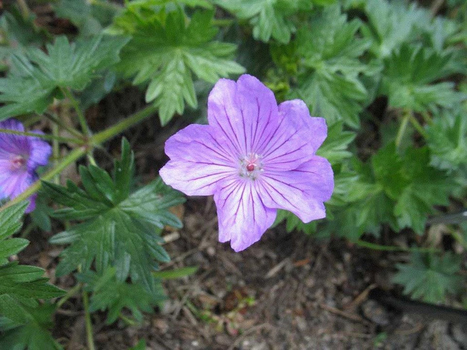 Blushing Turtle Geranium