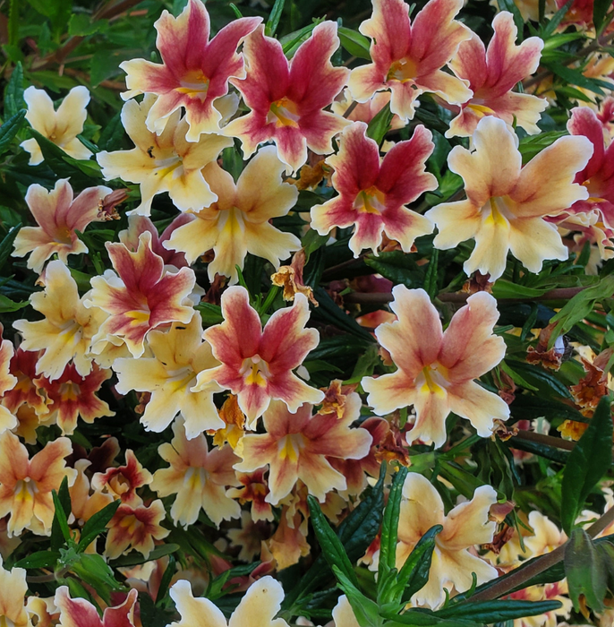 Changeling Hybrid Monkeyflower