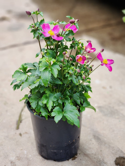 Red Riding Hood Windflower (Anemone)