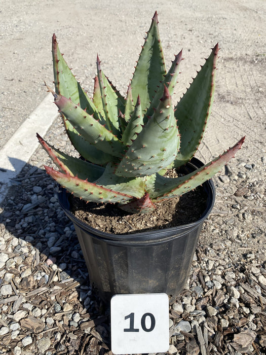 Mountain Aloe