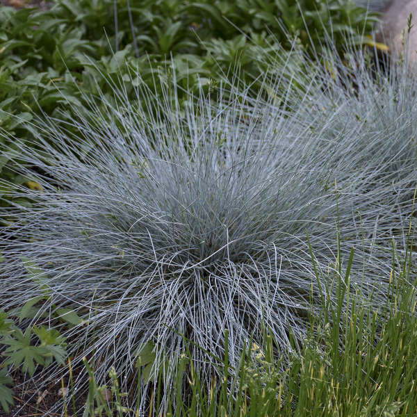 Blue Whiskers Fescue