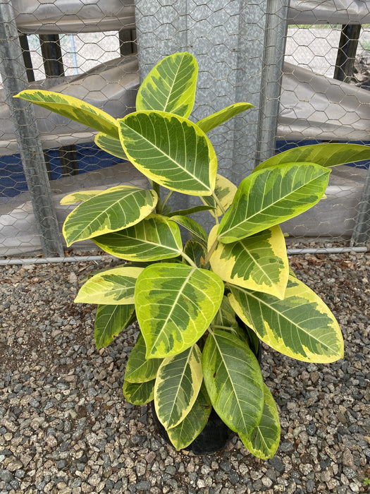 Variegated Ficus Altissima