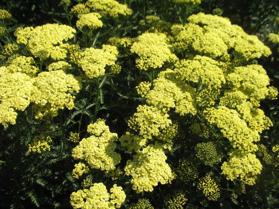 Sunny Seduction Yarrow