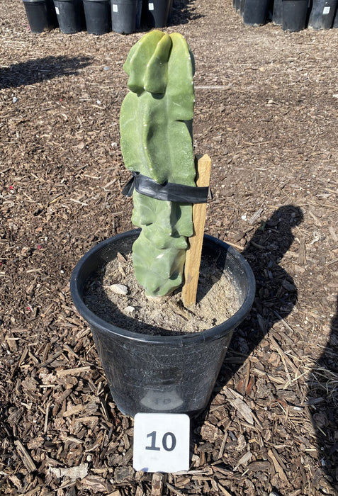 Totem Pole Cactus