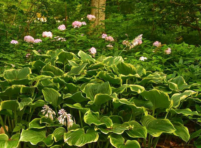 Aureo Marginata Hosta