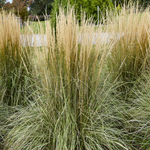 Hello Spring!™ Feather Reed Grass