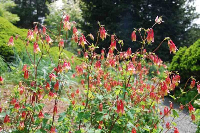 Eastern Red Columbine