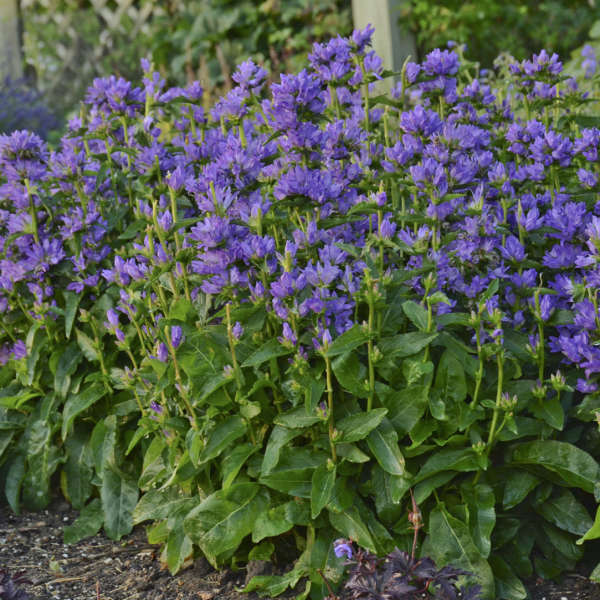 Clustered Bellflower