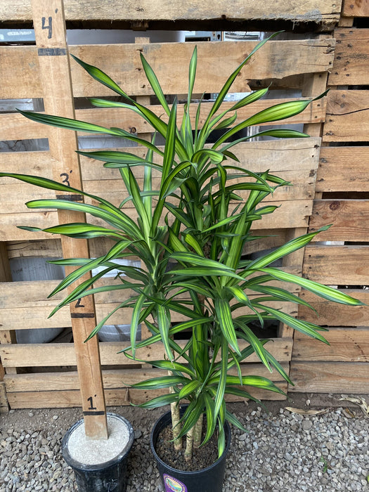 Rikki Dracaena