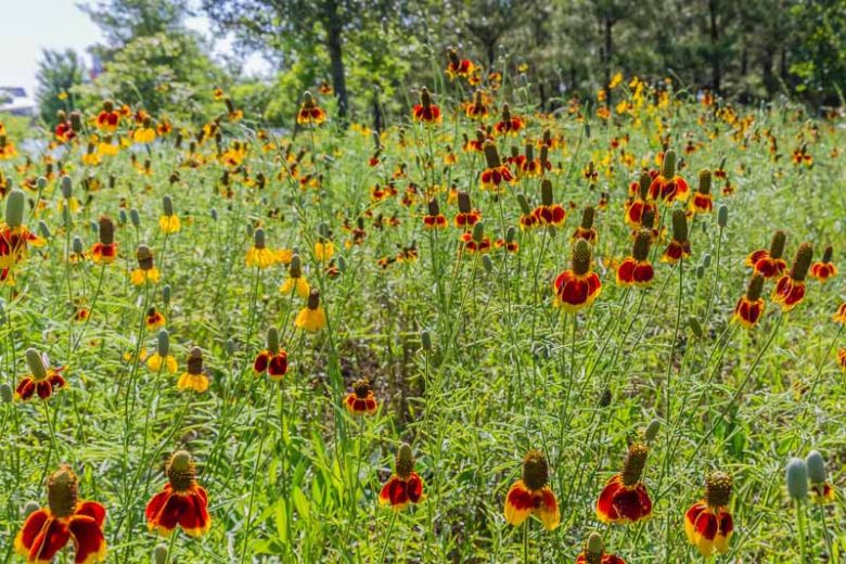 Red Midget Mexican Hat Plant