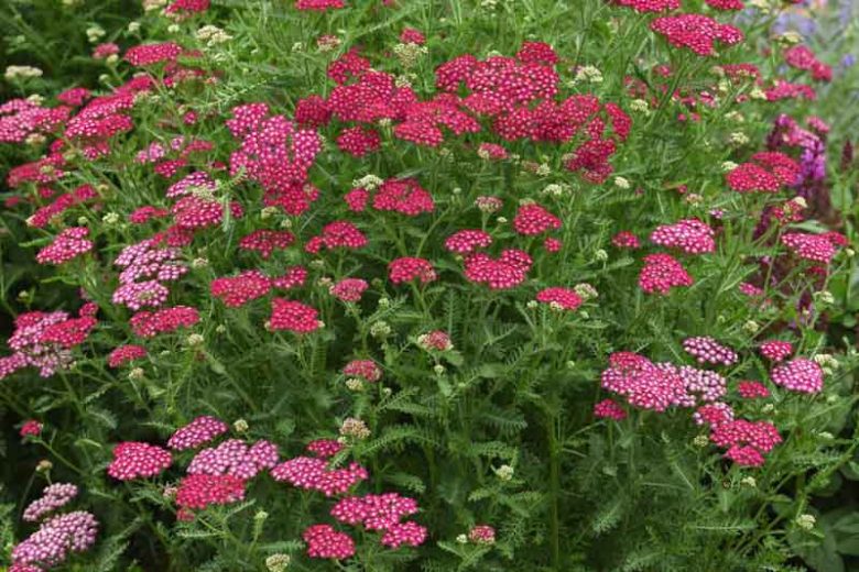 New Vintage Red Yarrow