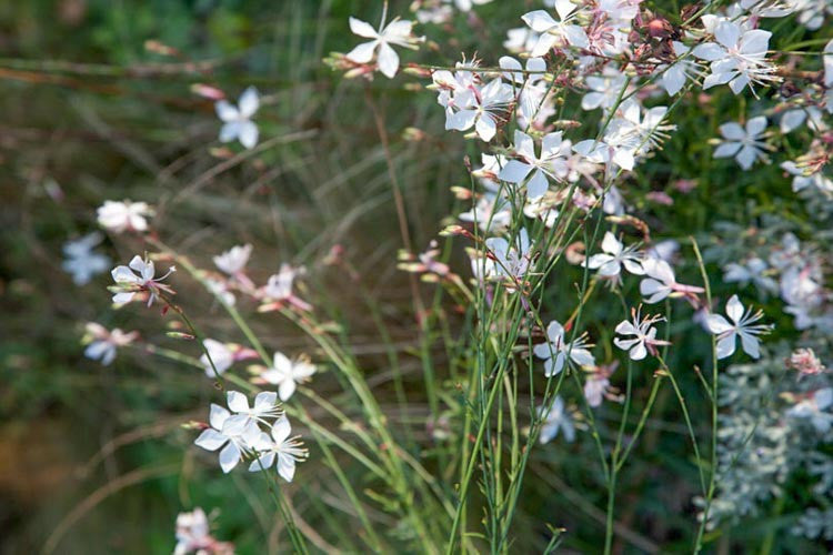 Whirling Butterflies Bee Blossom