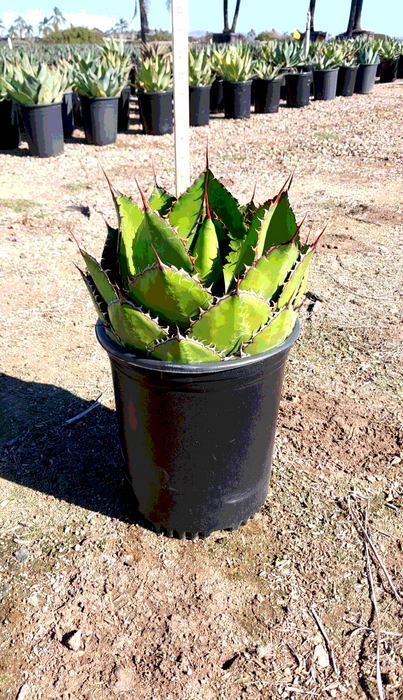 Reggae Time Agave (Agave bovicornuta)