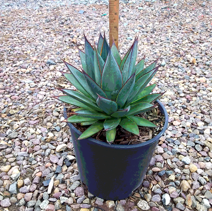 Green Glow Agave