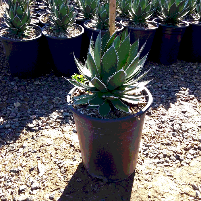 Agave Horrida