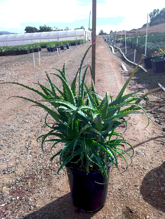 Torch Aloe (Aloe arborescens)