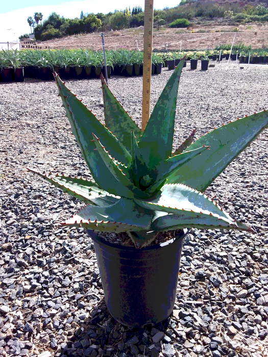 Cape Aloe (Aloe ferox)