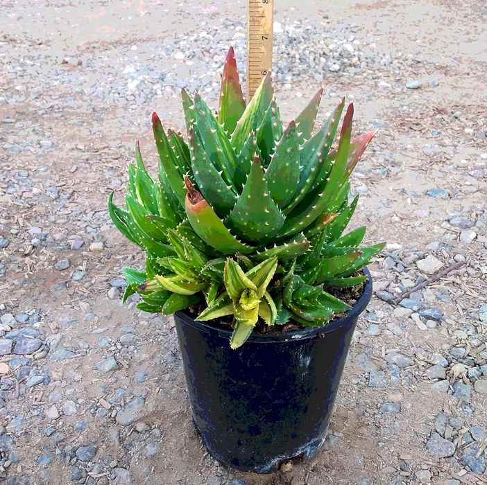 Gold Tooth Variegated Aloe