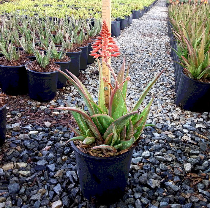 Little Red Riding Hood Aloe (Aloe 'rooikappie')