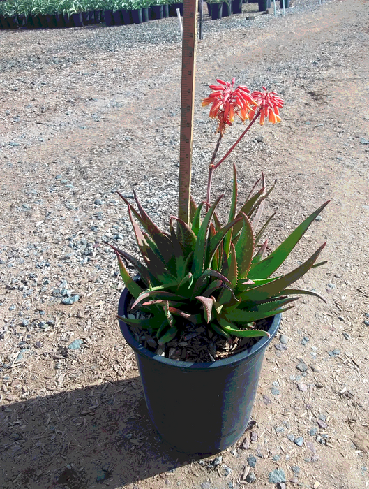 Little Red Riding Hood Aloe (Aloe 'rooikappie')