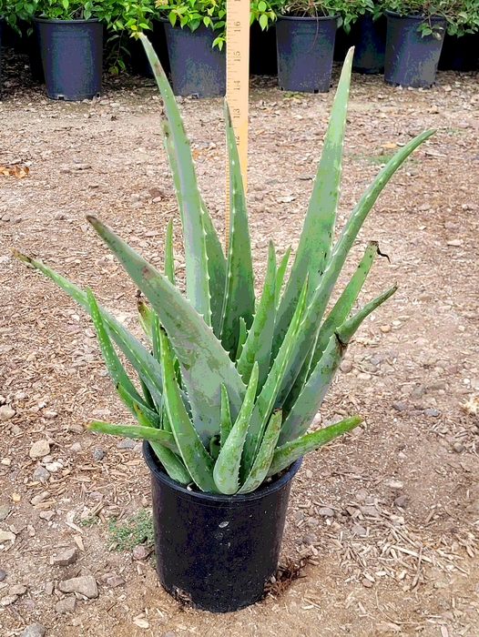 Aloe Vera