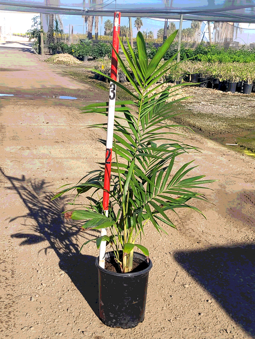 Piccabeen Palm Tree