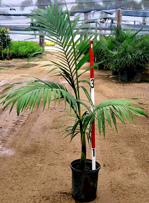 Piccabeen Palm Tree