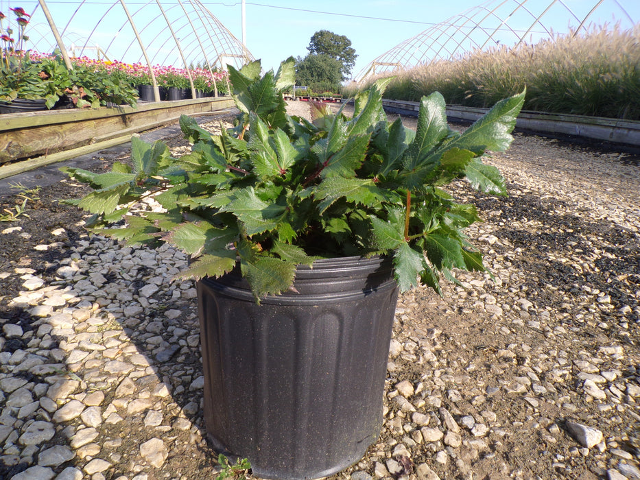 Astilbe Vision in Red