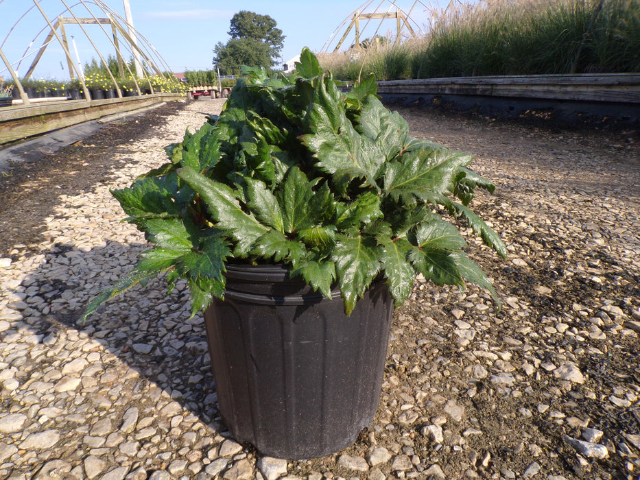 Astilbe Vision in White