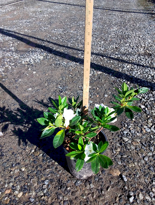 Alaska Azalea (White Azalea)