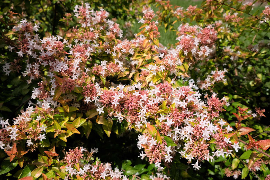 Peach Perfection Abelia