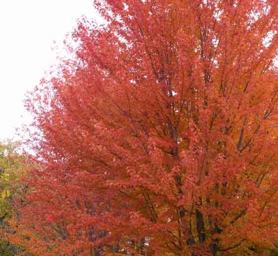 Autumn Blaze® Red Maple Tree