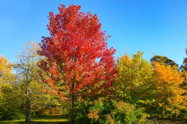 Red Maple Tree