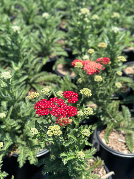 Red Velvet Yarrow